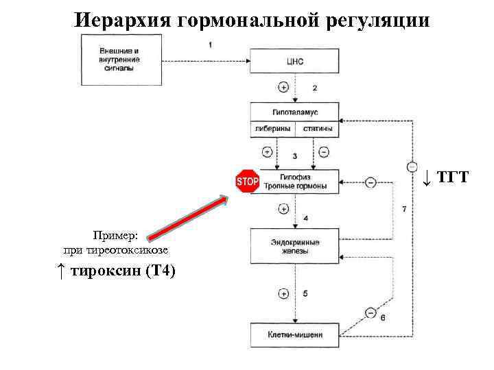  Иерархия гормональной регуляции       ↓ ТГТ  Пример:
