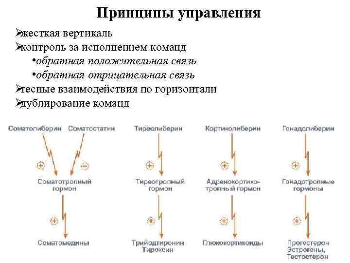    Принципы управления Øжесткая вертикаль Øконтроль за исполнением команд • обратная положительная