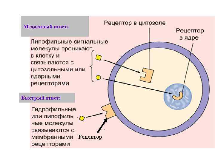 Медленный ответ: Быстрый ответ:     Рецептор 