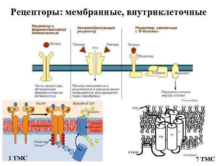 Рецепторы: мембранные, внутриклеточные 1 ТМС     7 ТМС 