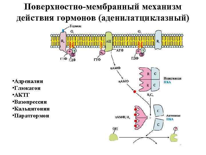   Поверхностно-мембранный механизм действия гормонов (аденилатциклазный) • Адреналин • Глюкагон • АКТГ •