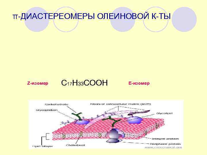 π-ДИАСТЕРЕОМЕРЫ ОЛЕИНОВОЙ К-ТЫ  Z-изомер  С 17 Н 33 СООН  E-изомер 