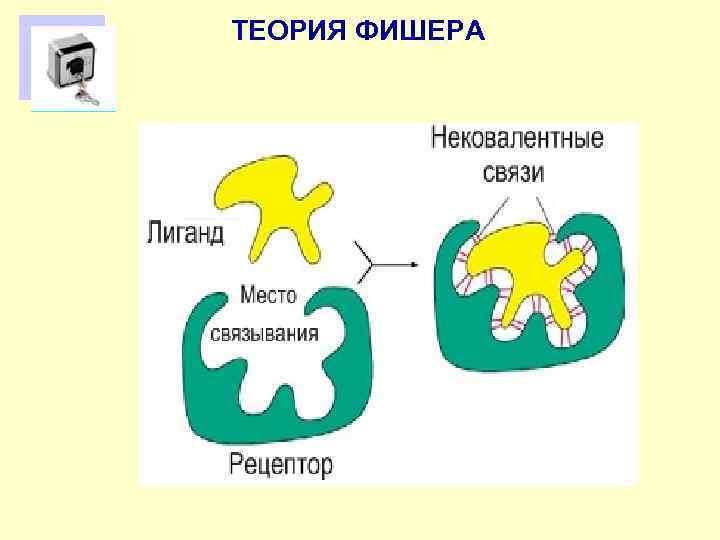 ТЕОРИЯ ФИШЕРА 