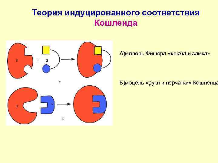 Теория соответствия. Теория «ключ-замок» и индуцированного соответствия.. Теория Фишера (теория ключ - замок). Теория индуцированного соответствия Кошланда. Модель индуцированного соответствия ферменты.