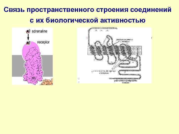 Связь пространственного строения соединений  с их биологической активностью 