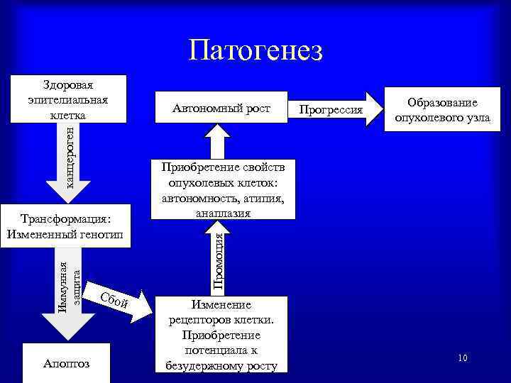 Патогенез Иммунная защита Трансформация: Измененный генотип Апоптоз Сбо й Автономный рост Прогрессия Образование опухолевого