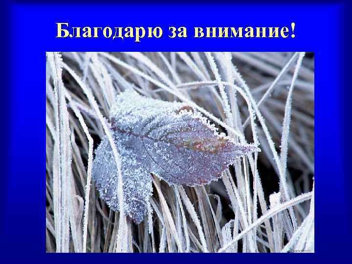 Благодарю за внимание! 