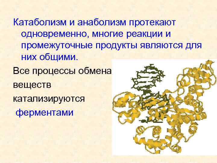 Катаболизм и анаболизм протекают  одновременно, многие реакции и  промежуточные продукты являются для