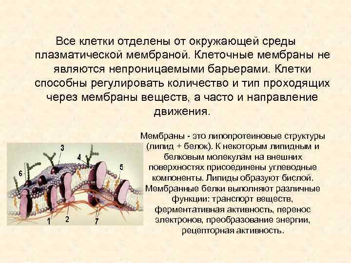   Все клетки отделены от окружающей среды плазматической мембраной. Клеточные мембраны не 