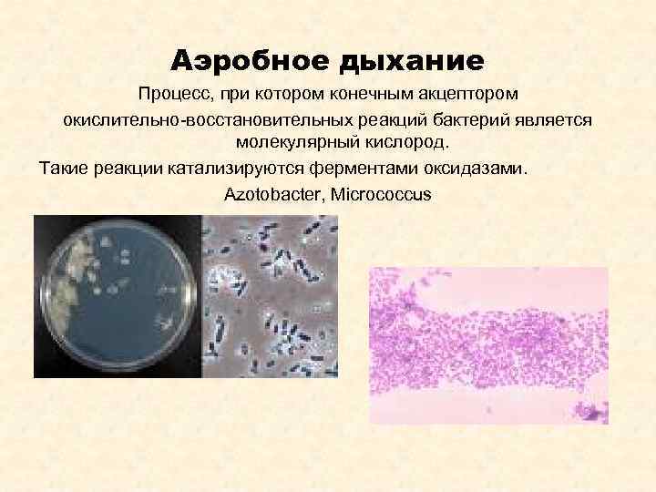    Аэробное дыхание  Процесс, при котором конечным акцептором  окислительно-восстановительных реакций