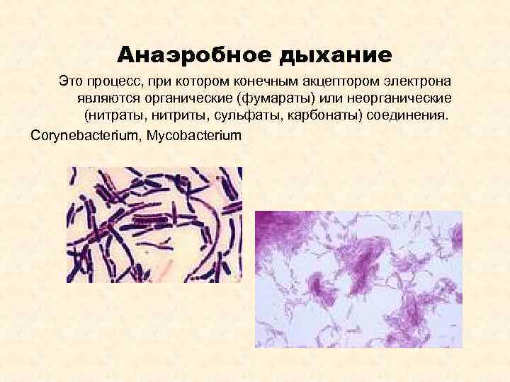   Анаэробное дыхание Это процесс, при котором конечным акцептором электрона  являются органические
