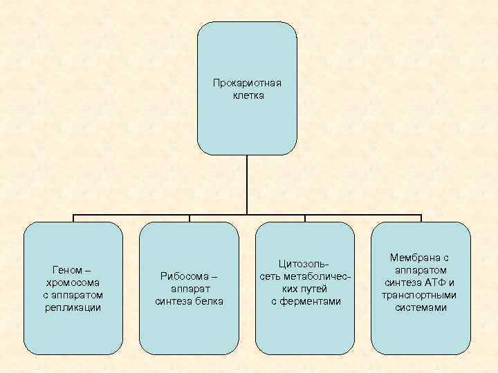     Прокариотная      клетка   
