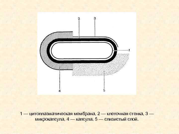 1 — цитоплазматическая мембрана, 2 — клеточная стенка, 3 —  микрокапсула, 4 —