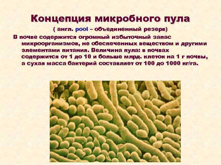 Почвенные бактерии это. Деятельность микроорганизмов. Почвенная микрофлора. Микробы в почве. Почвенные бактерии.