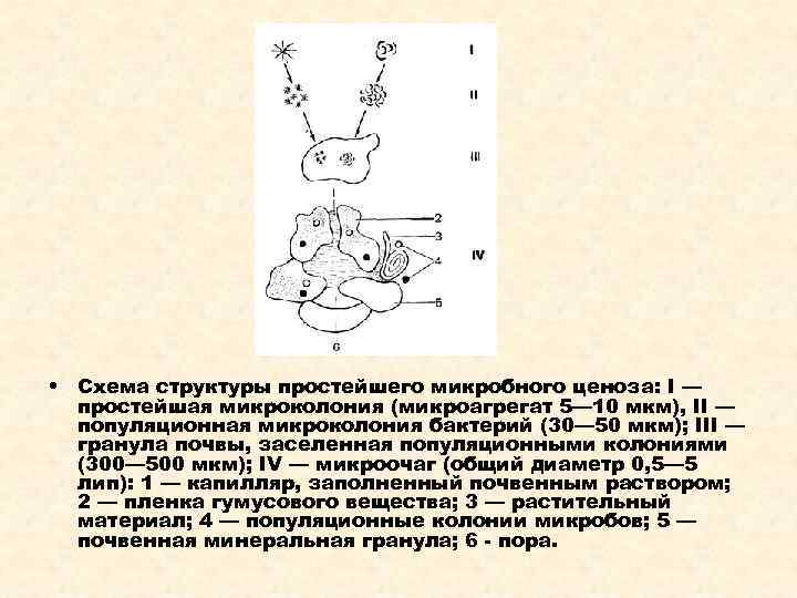  • Схема структуры простейшего микробного ценоза: I —  простейшая микроколония (микроагрегат 5—