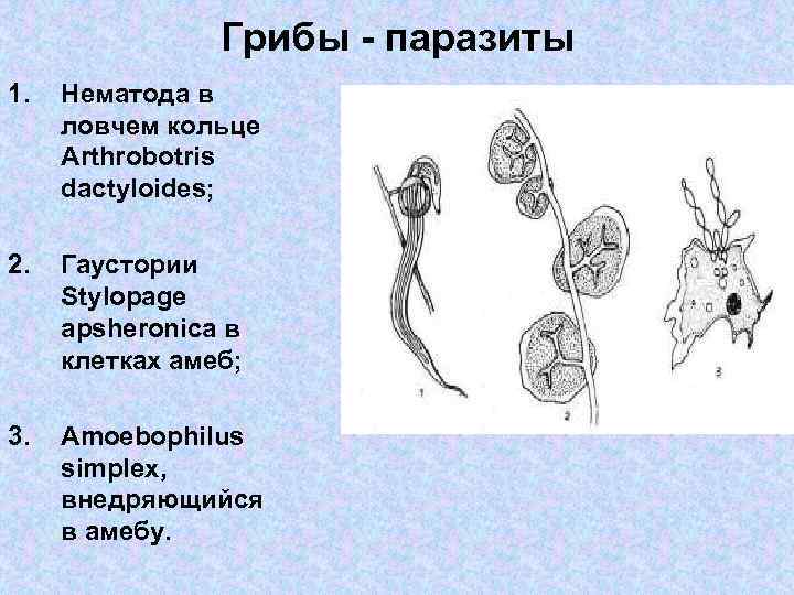     Грибы - паразиты 1.  Нематода в ловчем кольце Arthrobotris