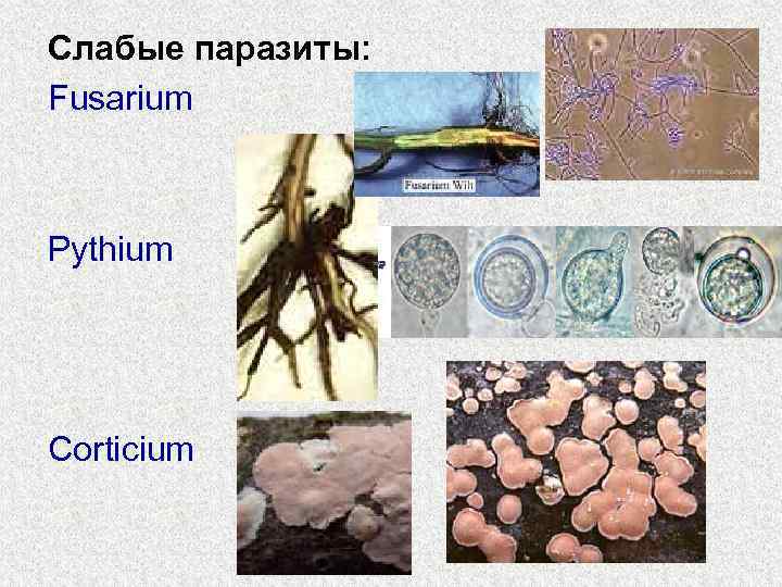 Слабые паразиты: Fusarium  Pythium Corticium 