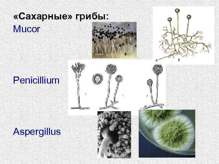  «Сахарные» грибы: Mucor Penicillium Aspergillus 