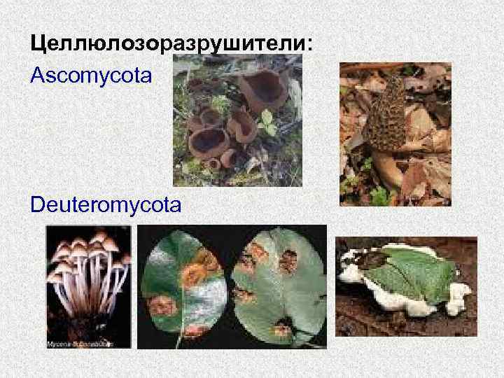 Целлюлозоразрушители: Ascomycota Deuteromycota 