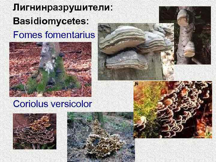 Лигнинразрушители: Basidiomycetes: Fomes fomentarius Coriolus versicolor 
