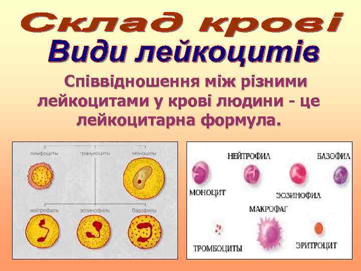   Співвідношення між різними лейкоцитами у крові людини - це лейкоцитарна формула. 