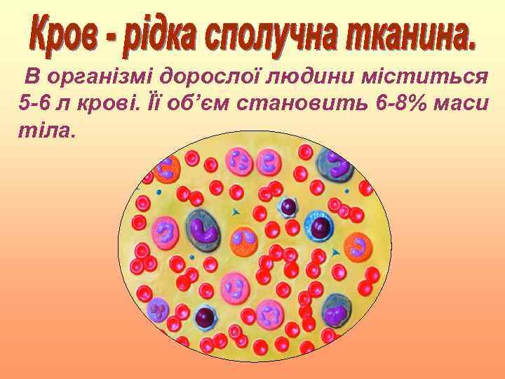 В організмі дорослої людини міститься 5 -6 л крові. Її об’єм становить 6 -8%