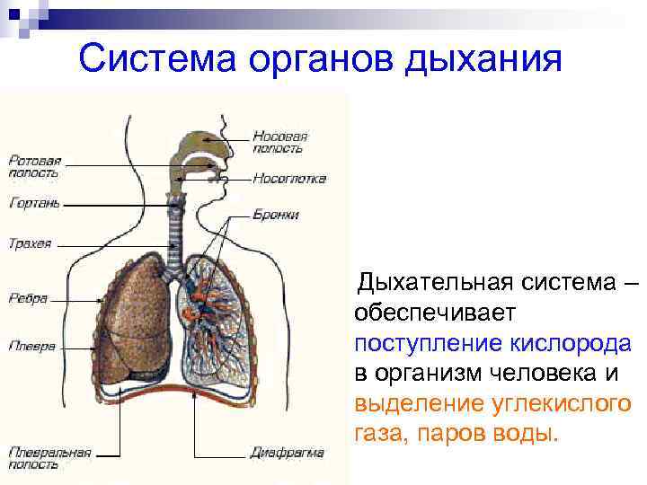 Открытая схема дыхания