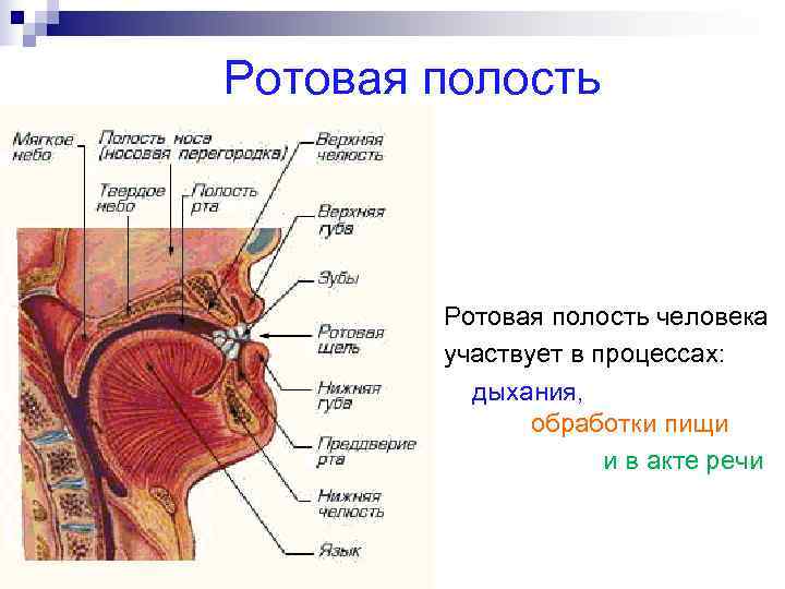 Название полостей человека. Ротовая полость дыхательная система. Рот строение анатомия дыхательной системы.