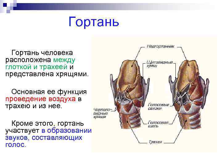    Гортань человека расположена между глоткой и трахеей и представлена хрящями.