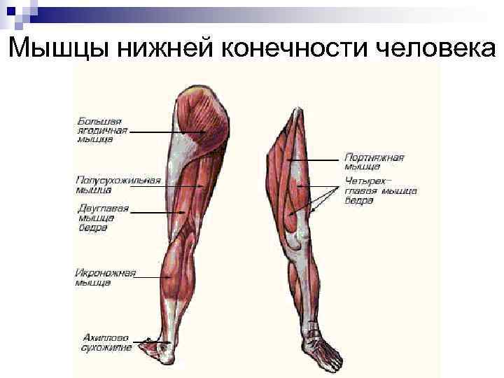 Мышцы ног. Часть ноги на б