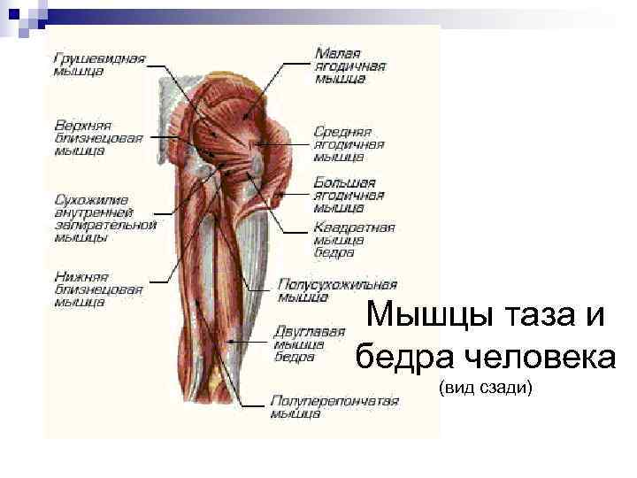  Мышцы таза и бедра человека (вид сзади) 