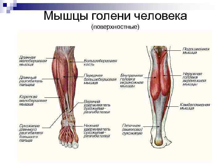 Мышцы голени человека  (поверхностные) 