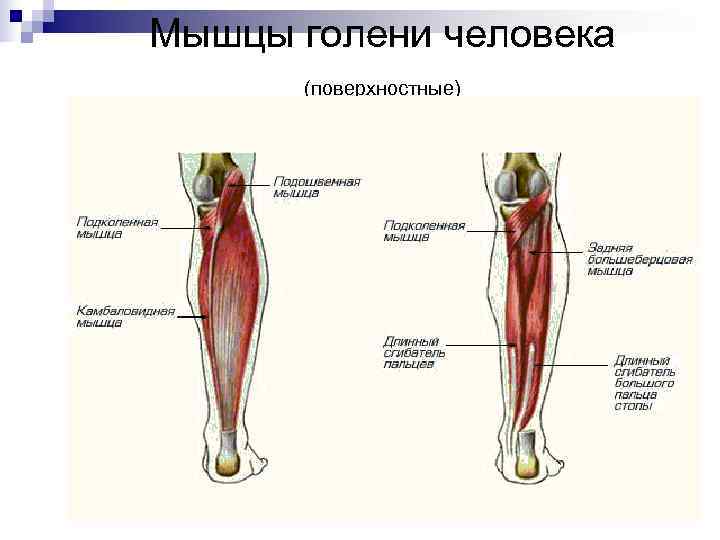Мышцы голени человека  (поверхностные) 