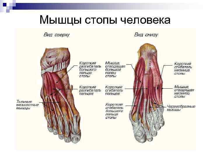 Мышцы стопы человека 