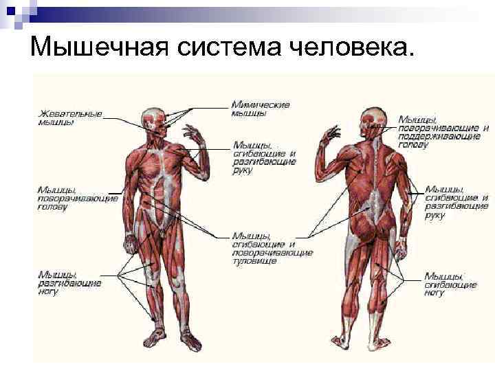 Мышечная система человека. 