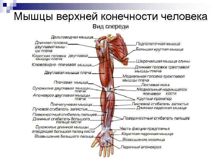 Мышцы верхней конечности человека   Вид спереди 