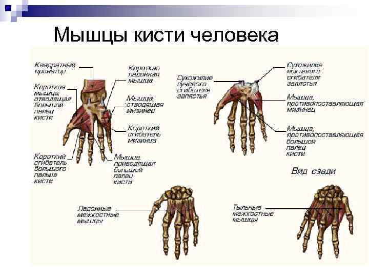 Мышцы кисти человека 