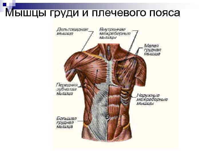 Мышцы груди и плечевого пояса   человека. 
