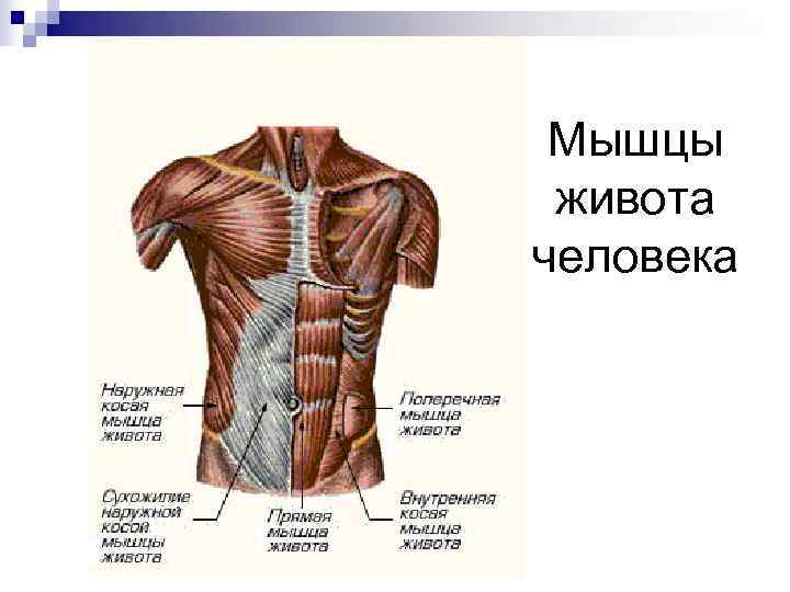  Мышцы живота человека 