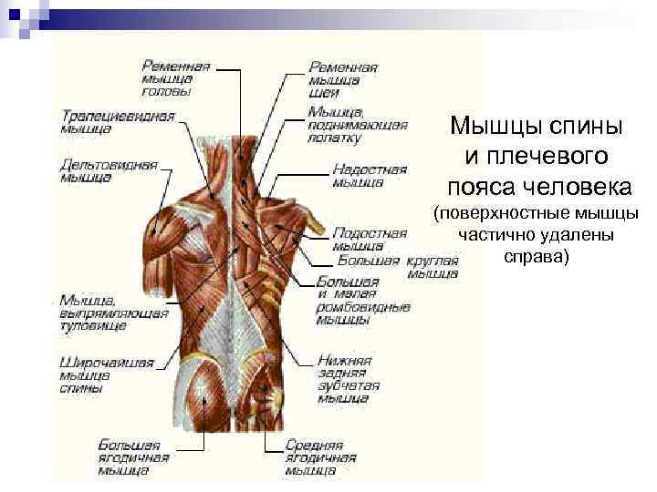  Мышцы спины  и плечевого пояса человека (поверхностные мышцы  частично удалены 