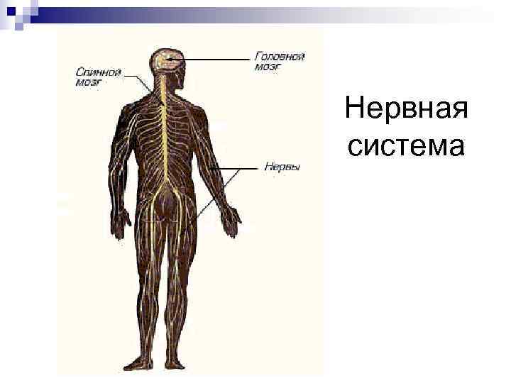 Совокупность систем человека