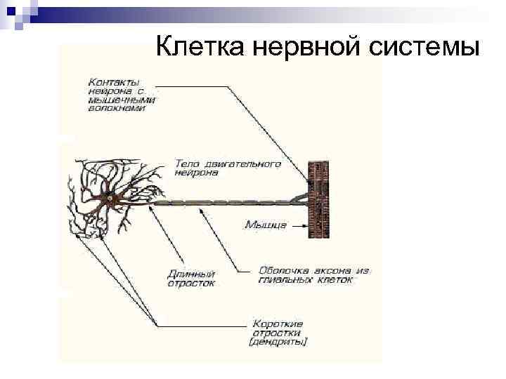 Клетка нервной системы 
