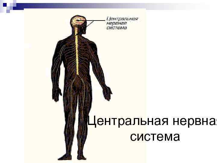 Центральная нервная  система 
