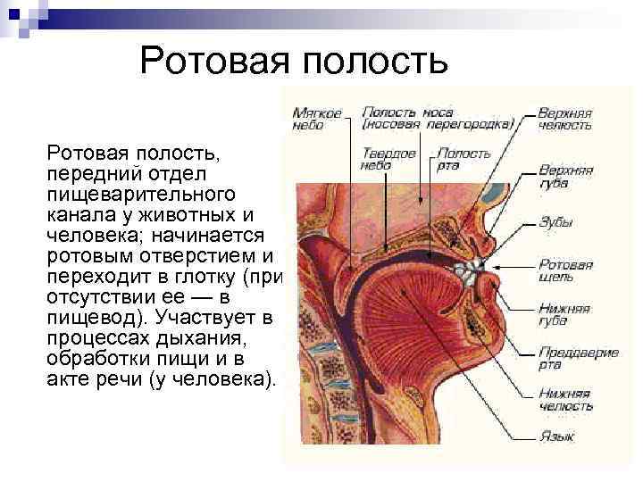 Пищеварительная система ротовая полость анатомия. Ротовая полость строение и функции в дыхании. Органы полости рта анатомия.