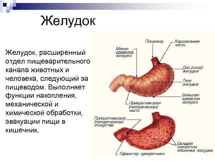 Строение желудка пищеварение в желудке. Пищеварительная система желудок анатомия. Функции пищеварительного отдела пищеводно желудочного отдела.