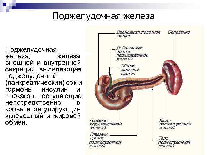 Пищеварительная система человека анатомия фото