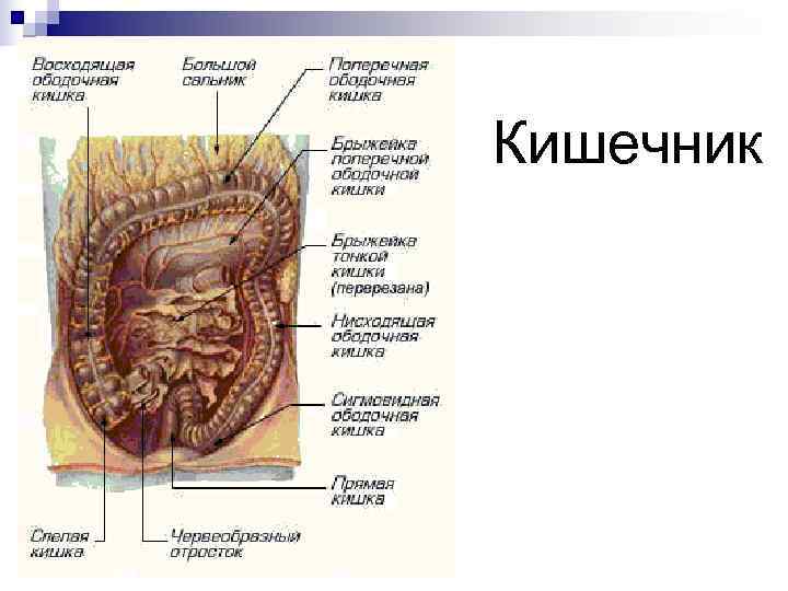 Строение кишечника у мужчин схема. Кишки анатомия человека строение. Строение Толстого кишечника человека схема. Строение кишечника у женщин схема. Строение кишечника человека схема с названиями у женщин.