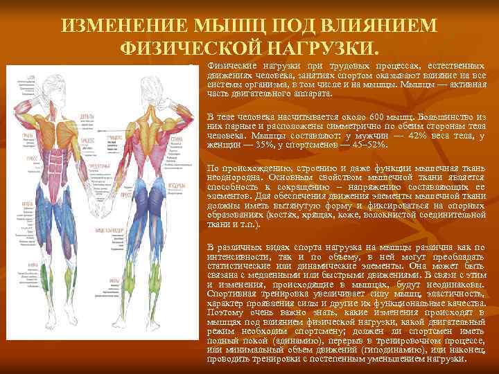 Повышение мышечного тонуса skinlift ru. Влияние физических упражнений на мыш. Влияние упражнений на мышцы. Влияние физических упражнений на мышечную систему человека. Влияние физ нагрузок на мышцы.