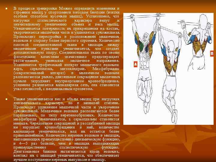 n  В процессе тренировки Можно определить изменения в строении мышц у спортсменов методом