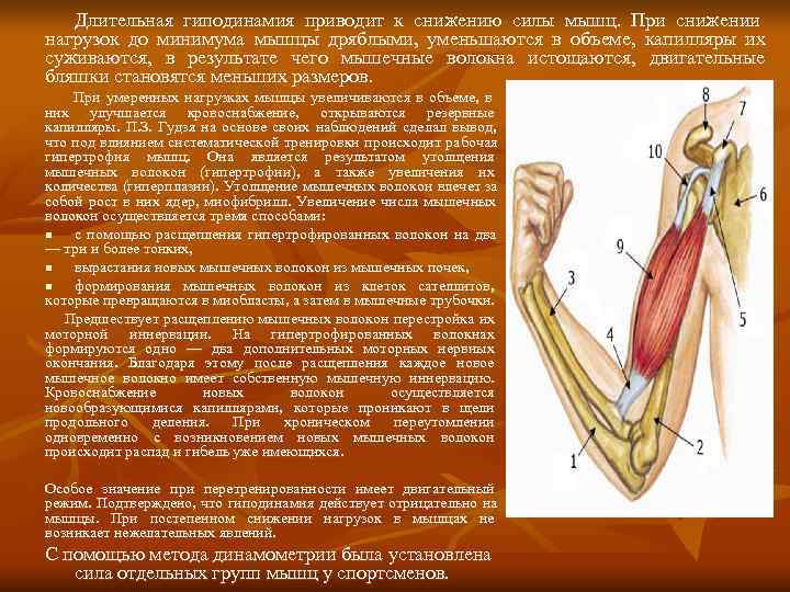   Длительная гиподинамия приводит к снижению силы мышц. При снижении нагрузок до минимума